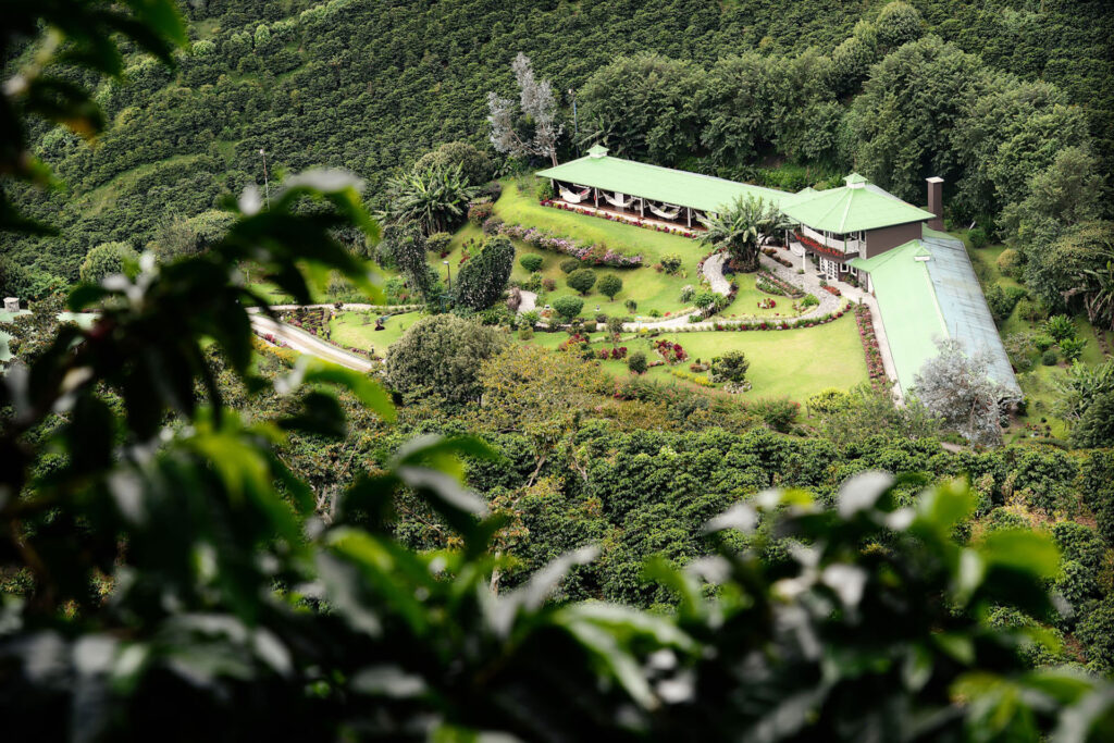 yucca universal yucca schidigera en cafetaleras chiriqui panama