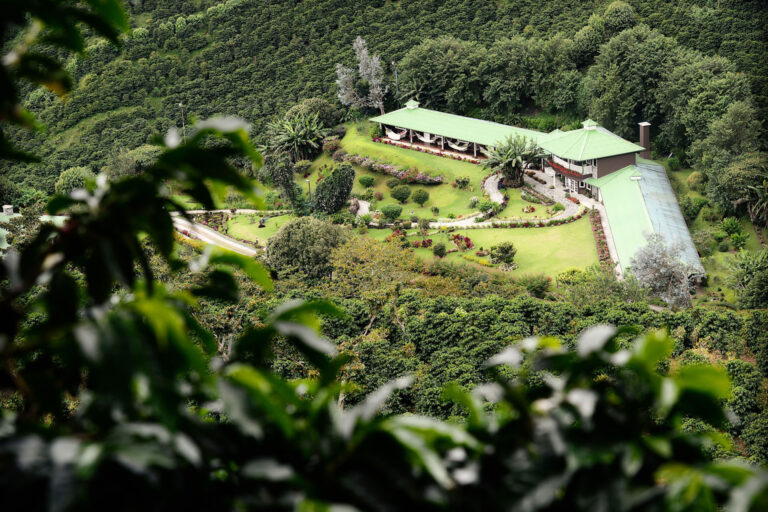 yucca universal yucca schidigera en cafetaleras chiriqui panama